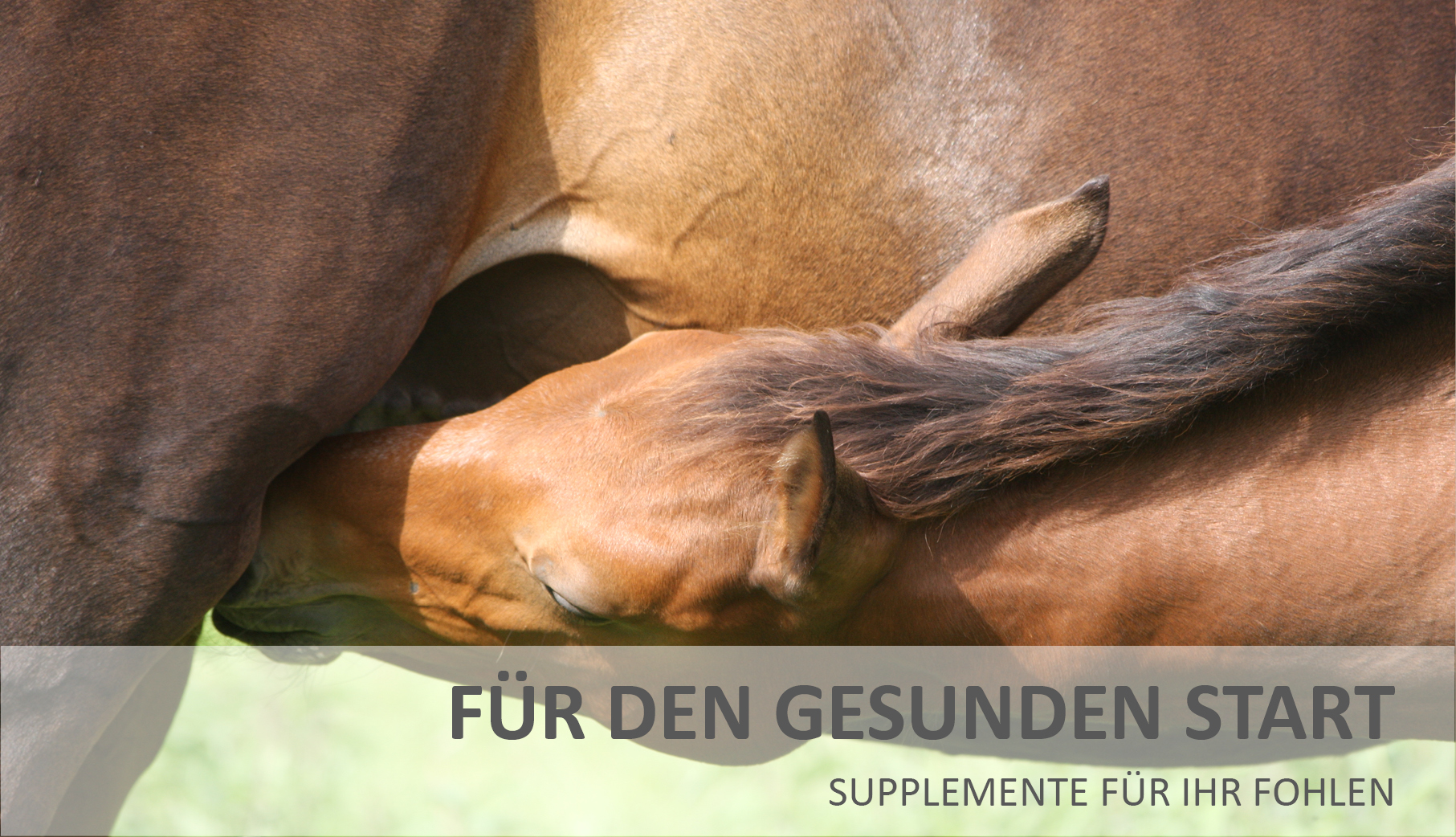 VET FOHLENSUPPLEMENTE