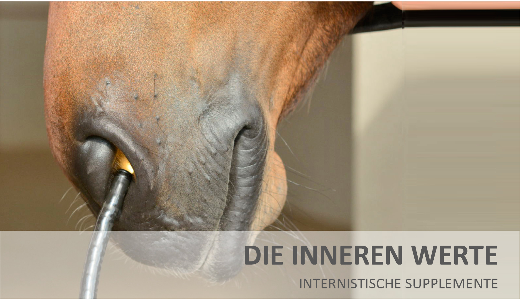 Internistische Supplemente